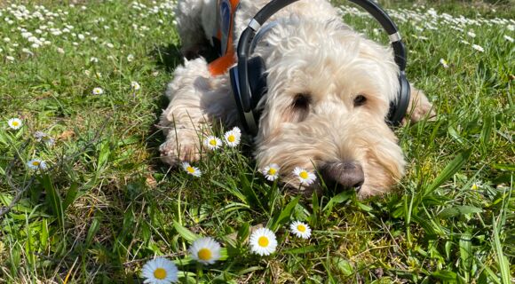 Festivalführhund Harry liegt auf einer Wiese und hat Kopfhörer auf. Der blondgelockte Goldendoodle ist von Gänseblümchen umgeben.