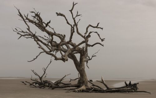 Ein kahler Baum reckt seine knorrigen Zweige in den grauen Himmel. Er steht einsam in der Landschaft.